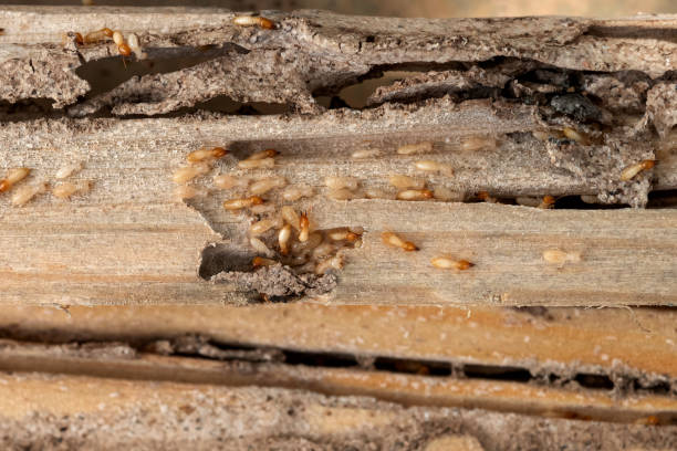 Best Mosquito Control Services  in Simpsonville, SC